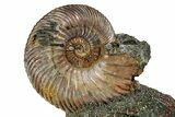 Iridescent, Pyritized Ammonite (Quenstedticeras) Fossil Display #353761-1